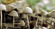 fungi friends Alere-UANL